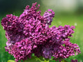 25 Seeds Dark Purple Lilac Syringa Vulgaris Fragrant Hardy Flowering Shrub Deep Violet Blooms Easy Grow Ornamental