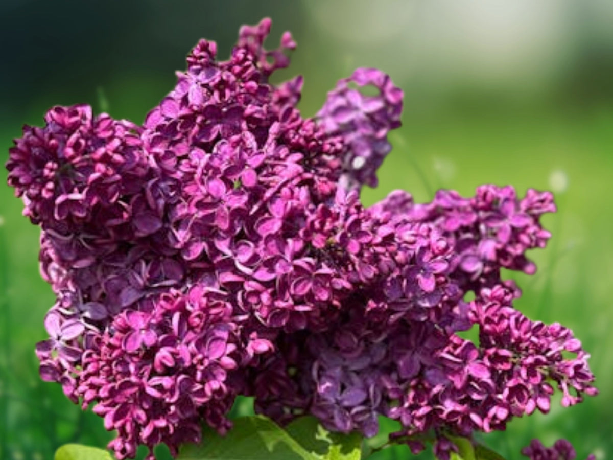 25 Seeds Dark Purple Lilac Syringa Vulgaris Fragrant Hardy Flowering Shrub Deep Violet Blooms Easy Grow Ornamental
