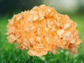 5 Seeds Yellow Hydrangea Perennial Flowering Shrub Golden Blooms Hardy Ornamental Garden Plant Patio Container