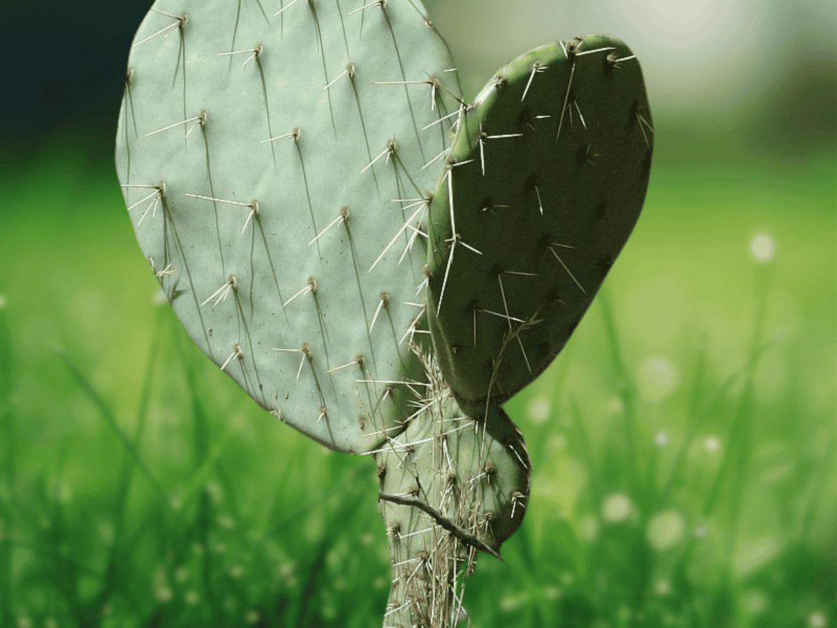 10 Seeds Prickly Pear Cactus Opuntia bentonii Hardy Desert Cactus Ornamental Edible Fruit