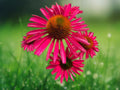 50 Seeds Kismet Raspberry Coneflower Echinacea purpurea Perennial Flower Deep Pink