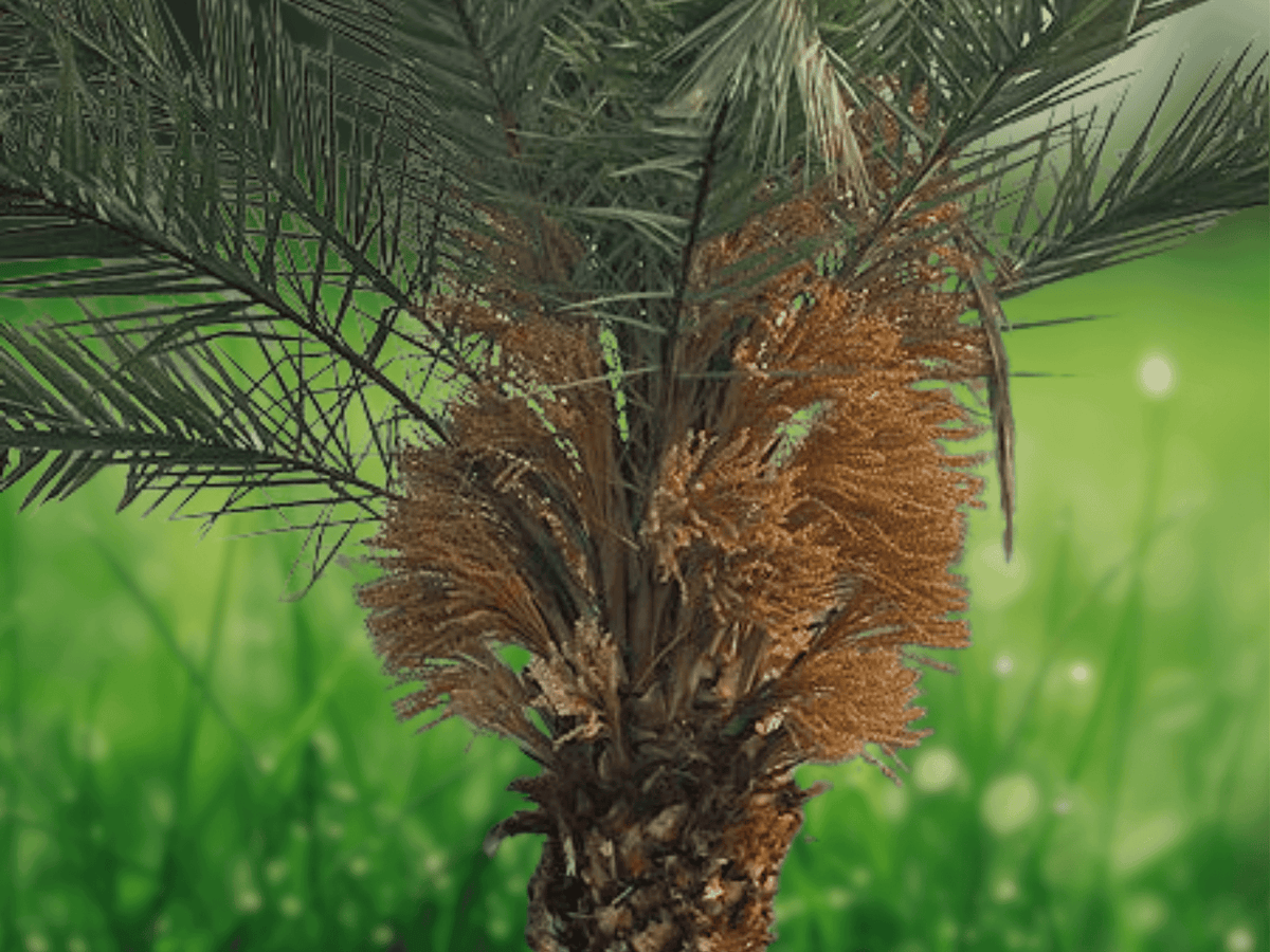 5 Seeds Phoenix sylvestris Silver Date Palm Ornamental Hardy Palms