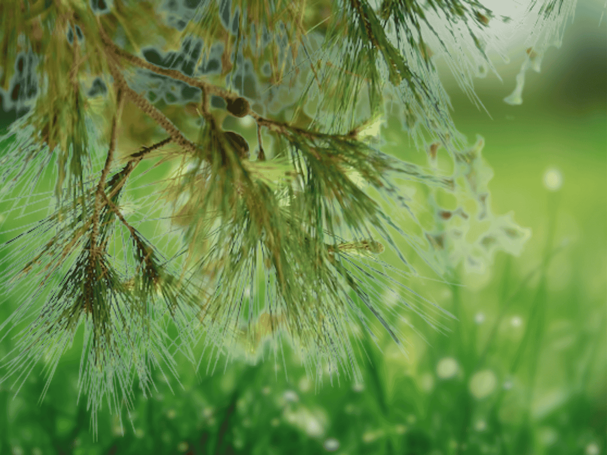 5 Seeds Pinus armandii Chinese White Pine Evergreen Conifer Tree