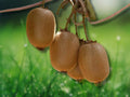 1 Live Plant Kiwi Prolific Vine Self-Pollinating
