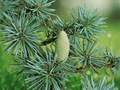 5 Seeds Cedrus atlantica 'Glauca' Blue Atlas Cedar Tree Ornamental Conifer