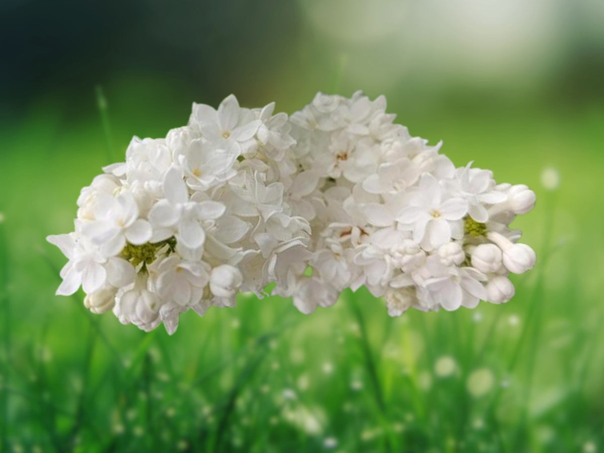 25 Seeds White Lilac Syringa Vulgaris Fragrant Hardy Perennial Shrub