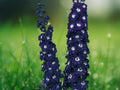 50 Dark Blue Delphinium Seeds, Tall Spikes, Deep Indigo Blooms, Perennial, Cut Flower, Cottage Garden