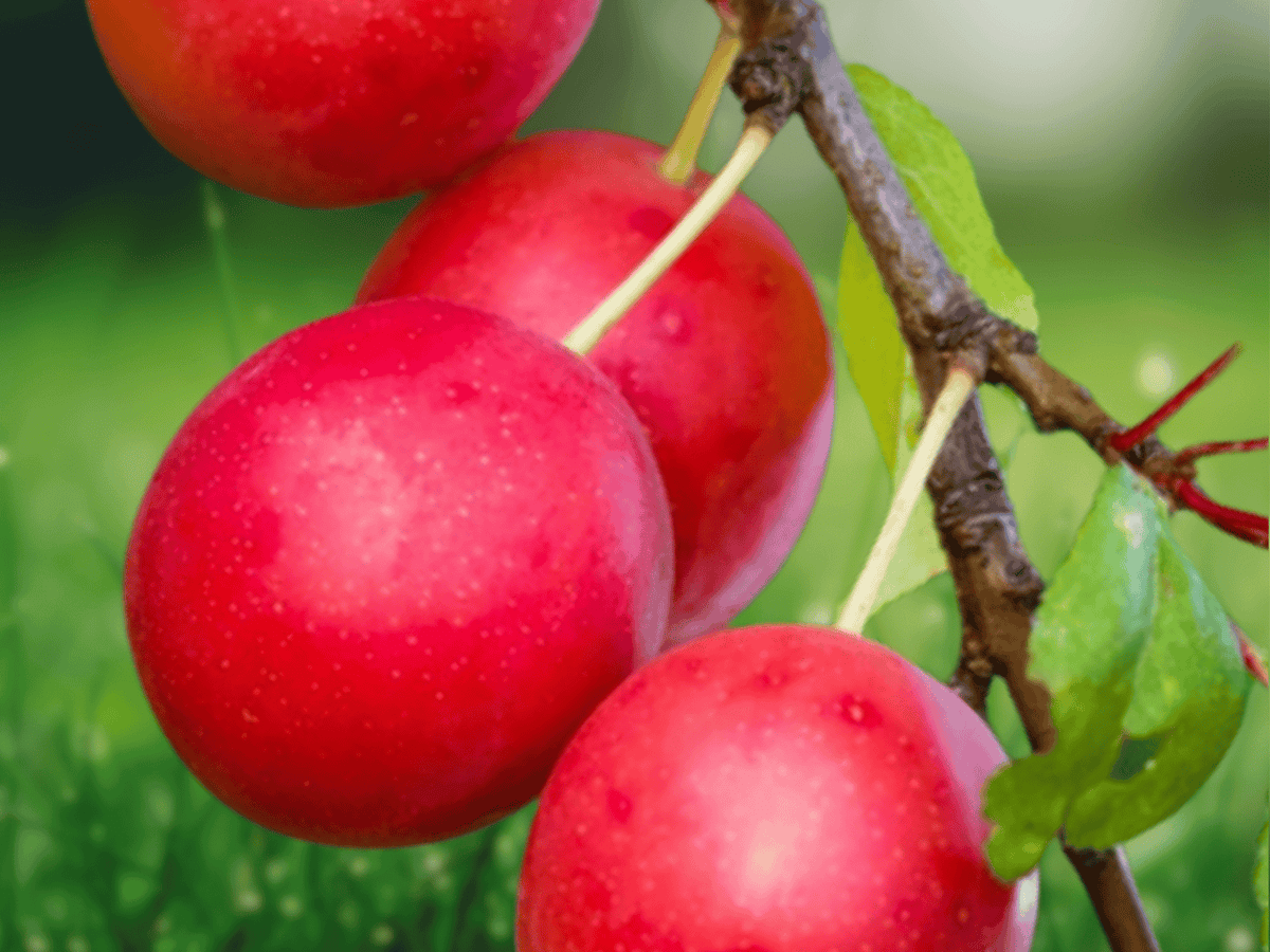 1 Live Plant American Plum Tree 12-Inch Starter Plant Prunus americana