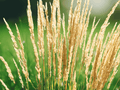 1 Live Plant Feather Reed Grass Karl Foerster Calamagrostis Ornamental Grass for Borders and Landscapes