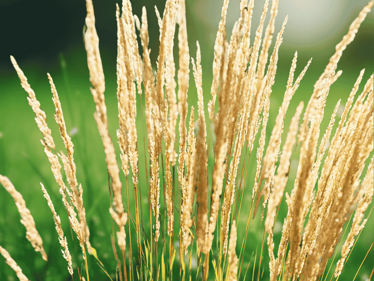 1 Live Plant Feather Reed Grass Karl Foerster Calamagrostis Ornamental Grass for Borders and Landscapes