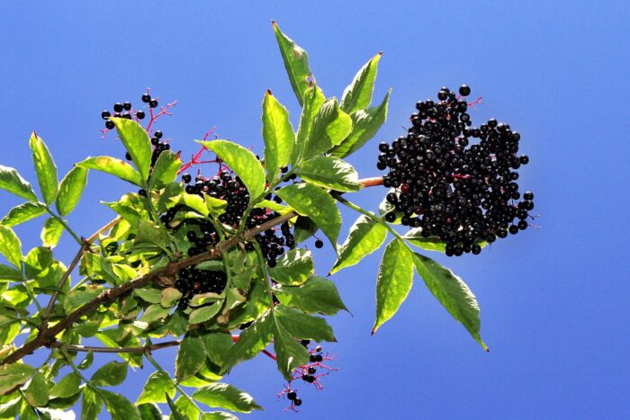 2 Rooted Black Elderberry Cuttings – Sambucus nigra Live Shrubs – Hardy Perennial Bushes for Hedgerows, Wildlife, Borders, Gardens