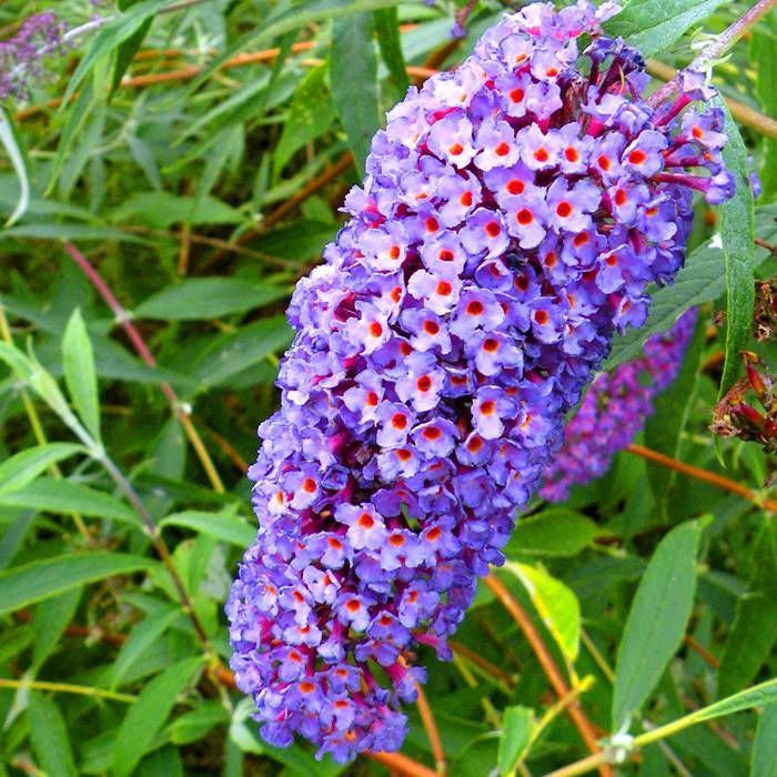 Buddleja davidii Cuttings, 7 Unrooted Stems, 6" Long, Deciduous Shrub, USDA Zones 5-9
