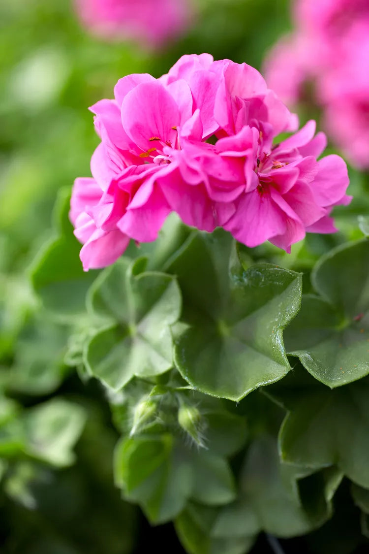 10 Fresh 6" Geranium Cuttings – Pelargonium hortorum Pink Flowering Variety – Live Unrooted Stems for Garden Beds, Containers & Baskets