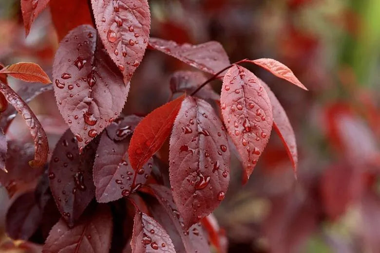 Prunus cerasifera Cuttings, 3 Unrooted 6" Stems, Deciduous Fruit Tree, Purple Leaves, USDA Zones 4-9