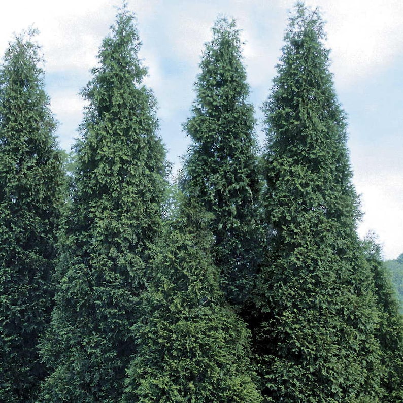 2 Green Giant Arborvitae Plants in 4" Pots - Thuja Green Giant - Evergreen Screening Hedges for Full Sun to Partial Shade