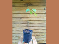 Pawpaw Trees - 18"-24" Live Seedlings - Asimina triloba - Set of 5 - Outdoor Grown - Ideal for Wildlife & Fruit Production