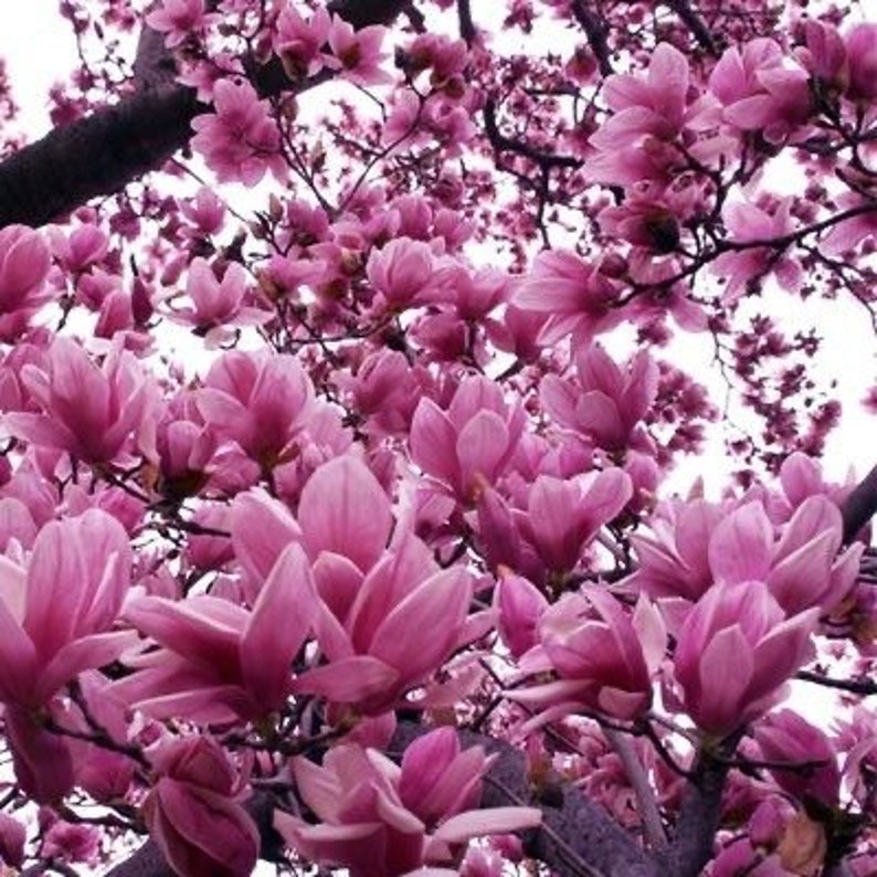 Jane Magnolia Plant - 1 Gallon Pot - Magnolia liliiflora - Japanese Magnolia - USDA Zone 4-7 - Mulan Magnolias