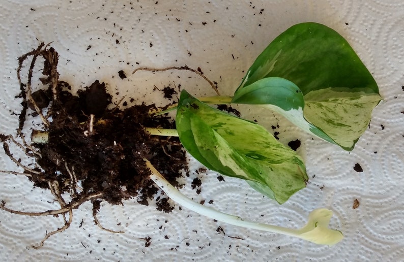 Manjula Pothos Cutting Set - 1 Rooted Cutting + 1 Free Cutting - Epipremnum aureum - Easy Care Houseplant
