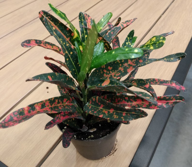 Bush Fire Croton Plant - Small Rooted Codiaeum Variegatum with Free Cutting - Colorful Variegated Foliage for Easy Care