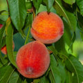 June Gold Peach Tree - 24-36 Inches - Yellow-Flesh Clingstone - Prunus persica - Disease Resistant, Vigorous Growth, Zones 5-9