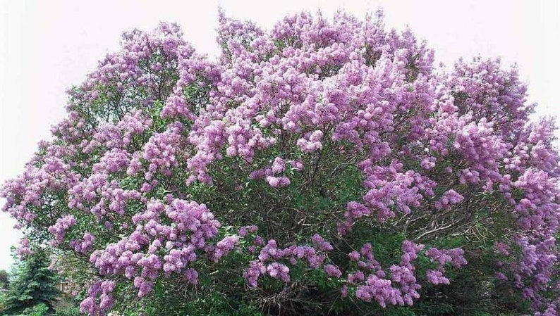 100 Bare Root Lilac Bushes - Purple & White Varieties - Fragrant Perennial Flowers - Syringa spp.