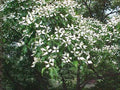 Kousa Dogwood Plant - 4" Container - Dark Green Leaves - Cornus kousa - Ideal for Zones 5-8, Full Sun to Partial Shade