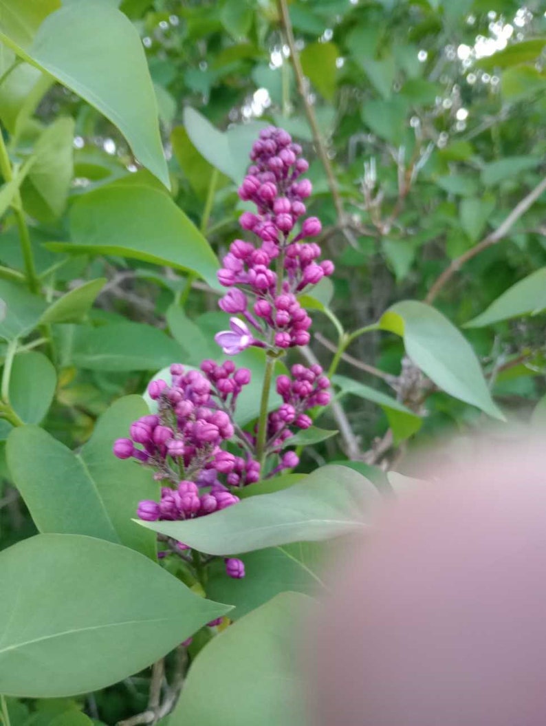 Bare Root Lilac Bushes 5 Pack Purple Fragrant Perennials (Syringa vulgaris) with Planting Instructions