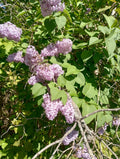 Jumbo Bare Root Lilac Starts - White or Purple Fragrant Perennial Flower Bushes - Syringa vulgaris