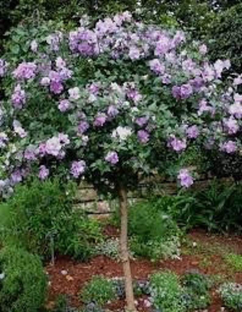 Minerva Rose of Sharon Plant Quart Pot - Hibiscus syriacus - Flowering Althea for USDA Zones 6-9 - Hardy Shrub for Gardens