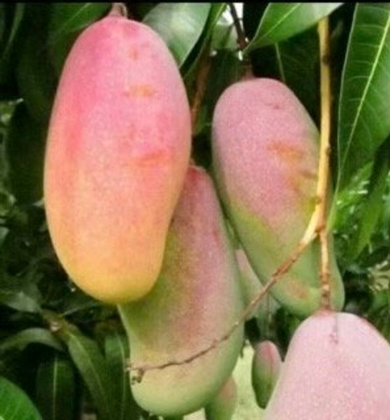 Maha Chanok Mango Tree, Grafted 3 Gallon Pot, Rainbow Mango, Mangifera indica - No Ship to CA & HI