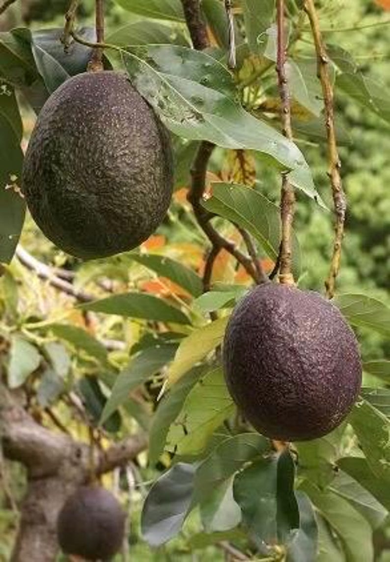 Maria Black Avocado Tree in 3 Gallon Pot, Grafted, Persea americana, Compact Fruit Tree for Home Garden