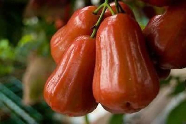 Black Gold Wax Apple Tree - 3 Gallon Pot - Syzygium samarangense - Tropical Fruit Plant