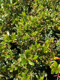 Dwarf Marina Strawberry Tree 1ft Tall in 6" Pot - Unique Small Evergreen Tree (Arbutus unedo)