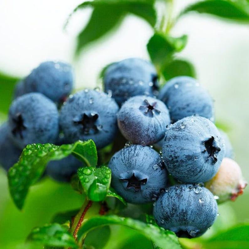 Sweetheart Blueberry Bush 6" Pot Vaccinium 'Sweetheart' Large Crop Juicy Blueberries