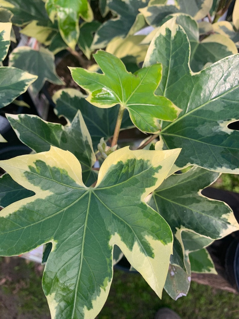 Fatshedera 'Angyo Star' Tree Ivy Live Plant in 6" Pot - Fatshedera lizei