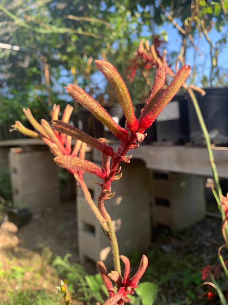 Kangaroo Paw Plant - Anigozanthos “Regal Velvet” - Medium Size, Ink Spot Resistant, Velvet Range Series