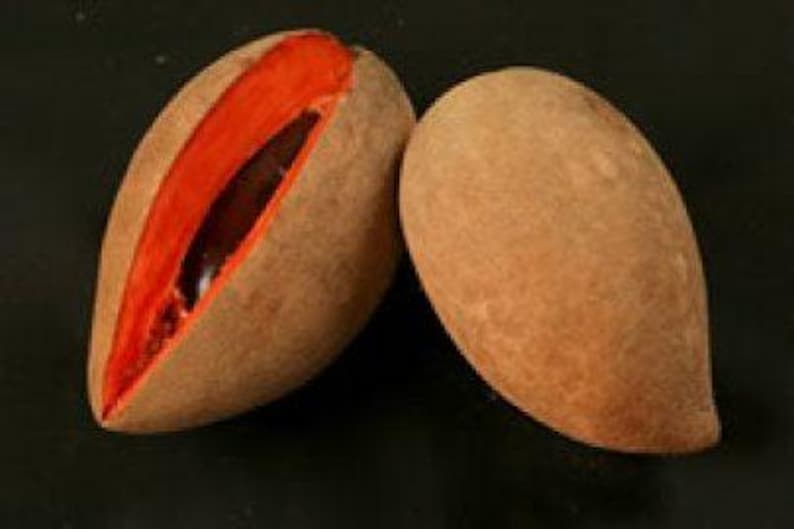 Mamey Grafted Tree - 1 to 2 Feet Tall in 3 Gallon Pot - Sweet Potato Pudding Flavor - Pouteria sapota