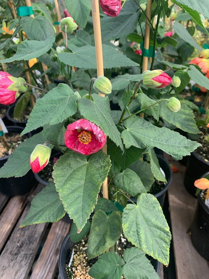 Abutilon Plant 1 Gallon Pot Tropic Rose Flowering Variety Abutilon hybridum