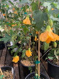 Abutilon 'Frieda' Plant in 1 Gallon Pot | Flowering Maple | Indoor/Outdoor Decorative Plant