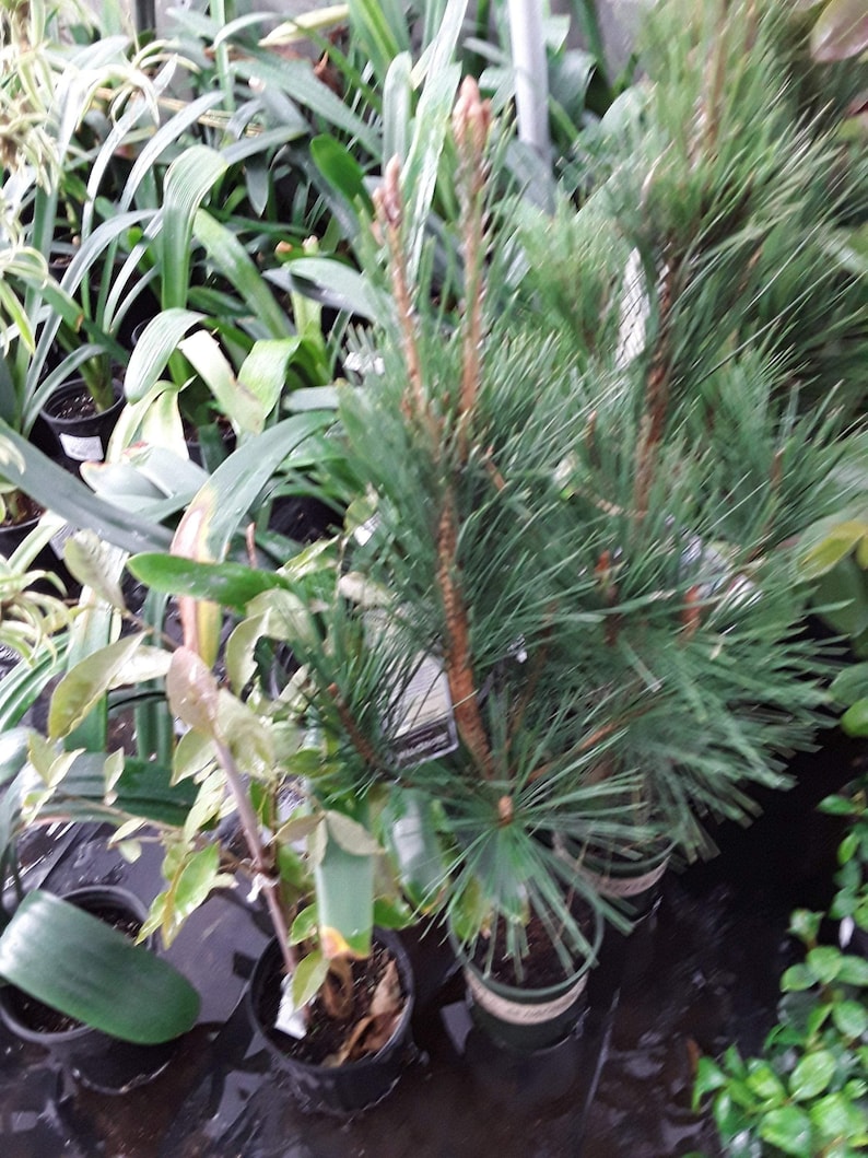 Japanese Black Pine Live Plant - 2 to 3 Feet - Pinus thunbergii - Hardy Evergreen in 3 Gallon Pot for Bonsai or Landscape