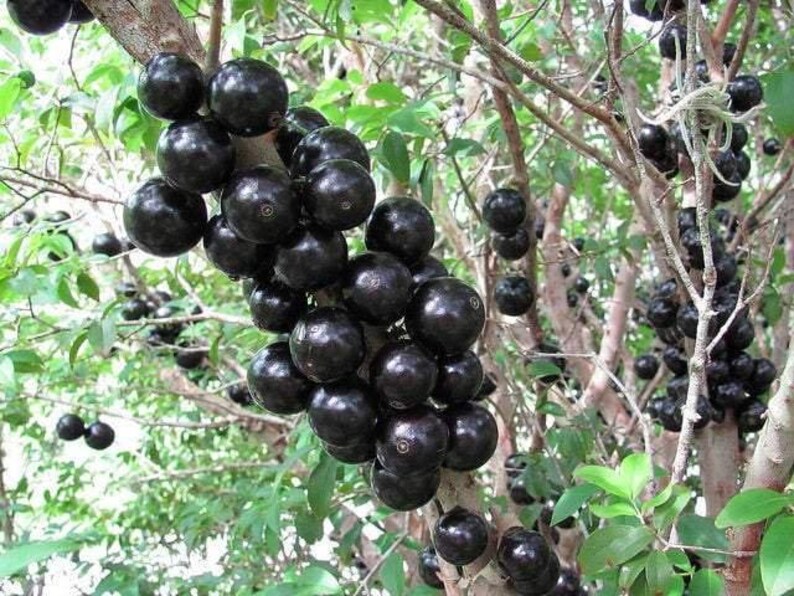 Jaboticaba Plant - 1 to 2 Feet Tall - Myrciaria cauliflora - Live Fruit Tree in 3 Gal Pot - Purple-Black Grape-Like Fruit
