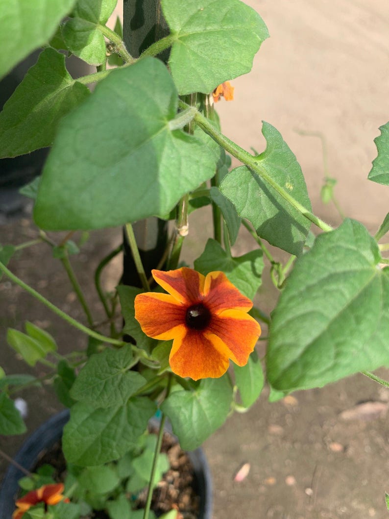 Amber Stripes Thunbergia Alata Vine Live Plant in 6" Pot - 2 Feet Tall - Tropical Climbing Flowering Plant