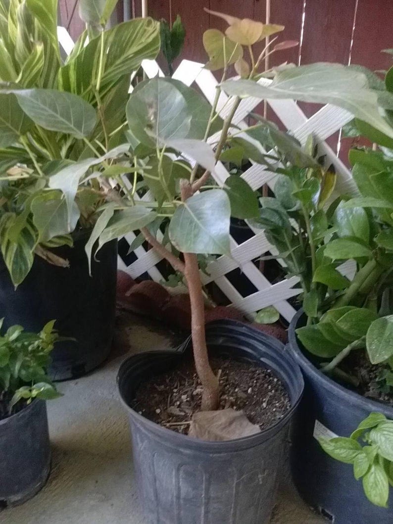 Bodhi Plant Ficus Religiosa - 2 Feet Tall Sacred Fig Tree - Live Plant with Bigger Trunk - Ideal for Bonsai - Ships in 3 Gal Pot