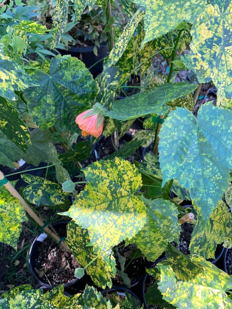 Abutilon ‘Mardi Gras’ Flowering Maple Plant in 6" Pot - Variegated Leaves with Gold, Orange, and Pink Flowers