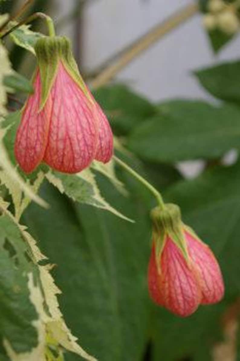 Abutilon 'Souvenir de Bonn' 1ft Tall Flowering Plant in 6" Pot - Decorative Indoor Plant, Flowering Maple