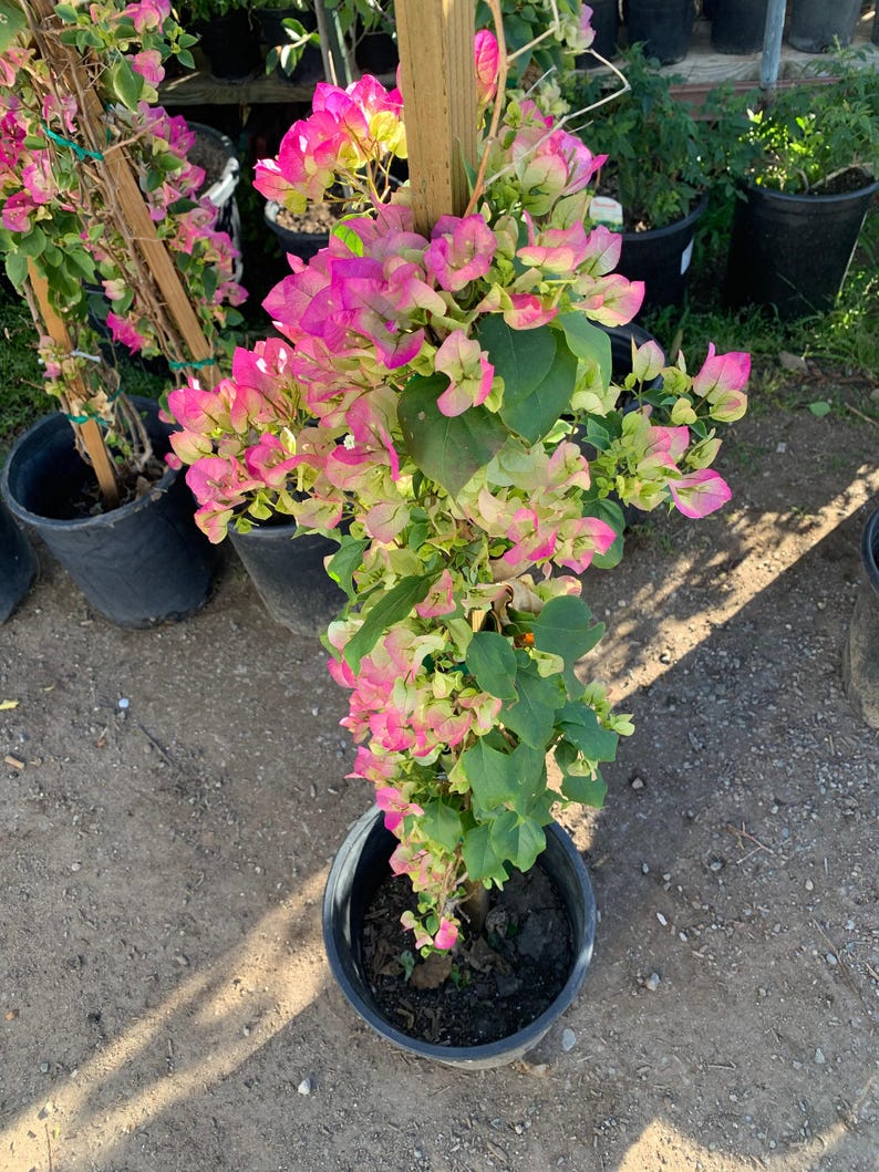 Bougainvillea Plant 3 Gallon Pink and White Variegated Bougainvillea glabra