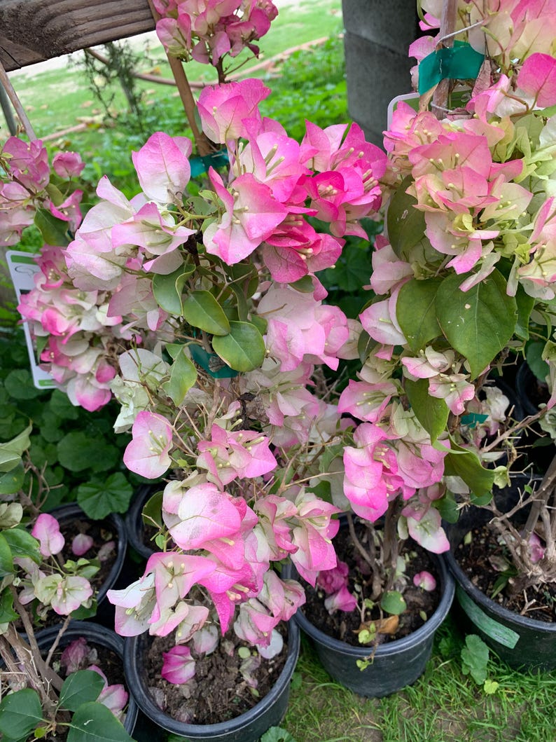 Bougainvillea Plant 1-2 Feet Pink and White in 6" Pot (1 Gallon) - Bougainvillea spp.
