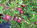Chilean Guava Plant - 1 Starter in 6" Pot - Ugni molinae - Aromatic Evergreen Shrub with Flavorful Fruit
