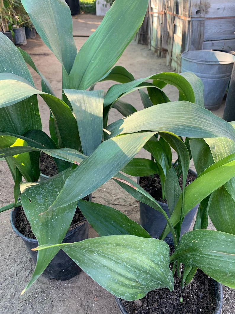 Cast Iron Plant Live Plant 6" Pot Aspidistra Elatior 1-2 Feet Tall 6-10 Stems
