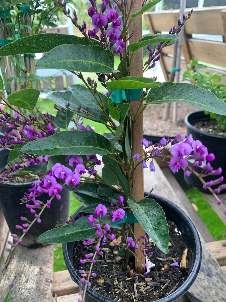 Hardenbergia Violacea Vine - 3 Gallon Pot - Fast Growing Violet Flowering Clusters - Australian Violet Plant